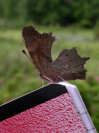 a comma butterfly trying to be published
